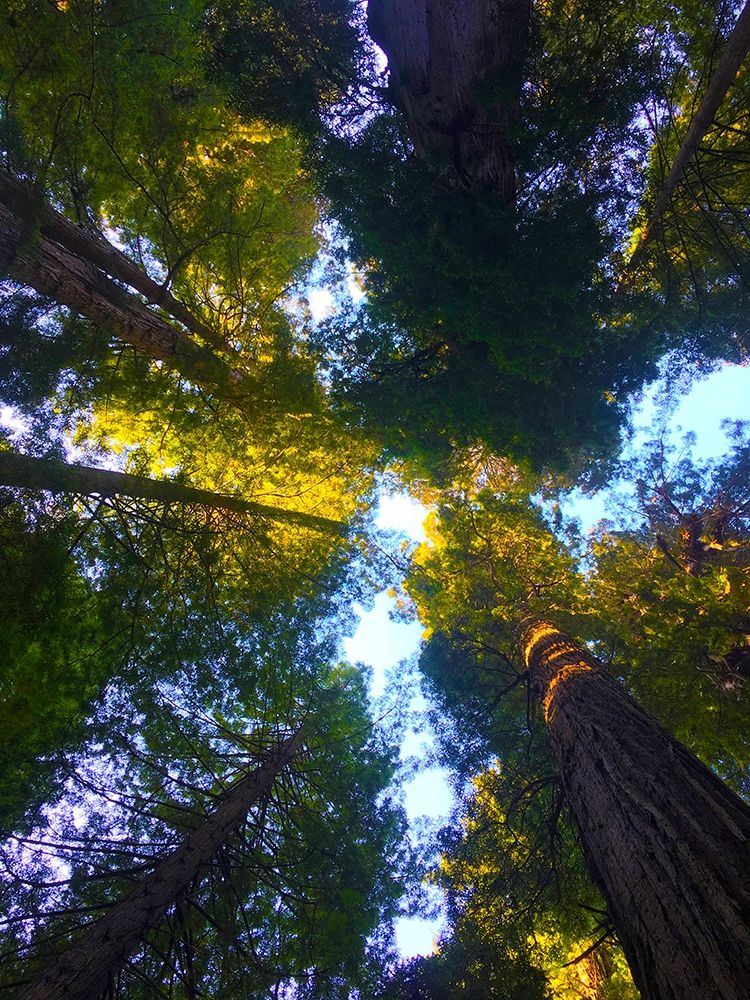 Tree Canopy VIII art print by Grayscale for $57.95 CAD