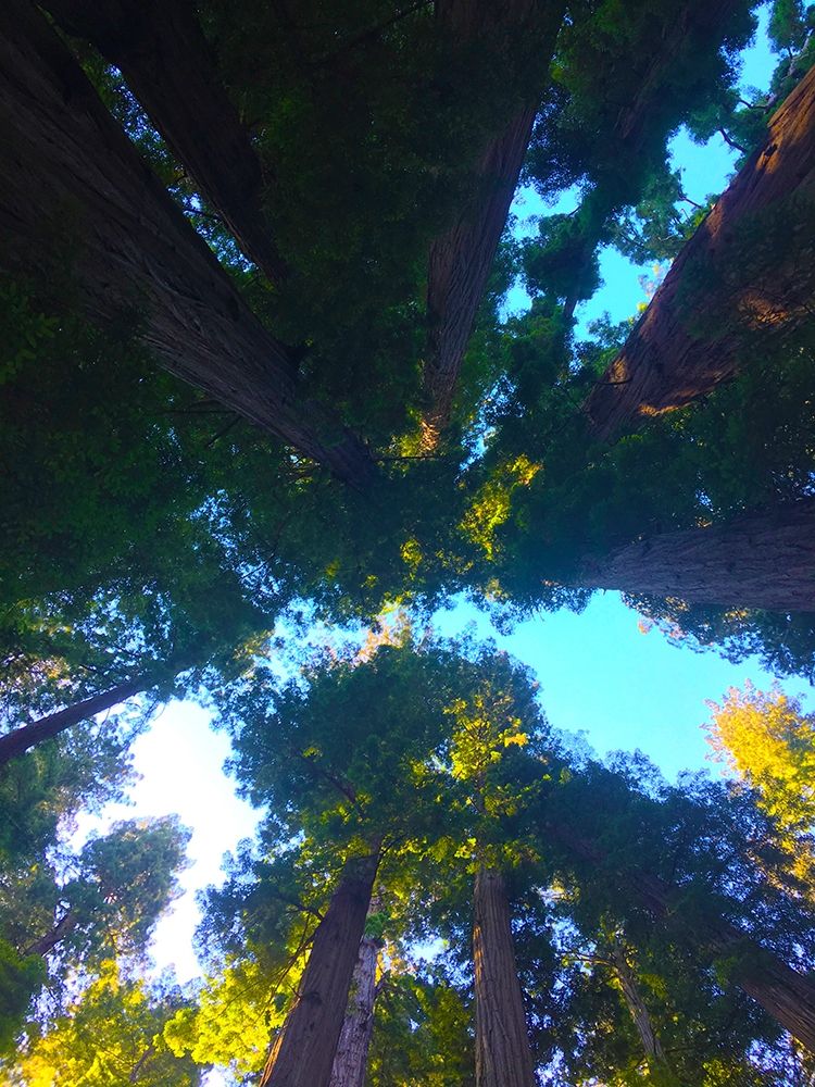 Tree Canopy IX art print by Grayscale for $57.95 CAD
