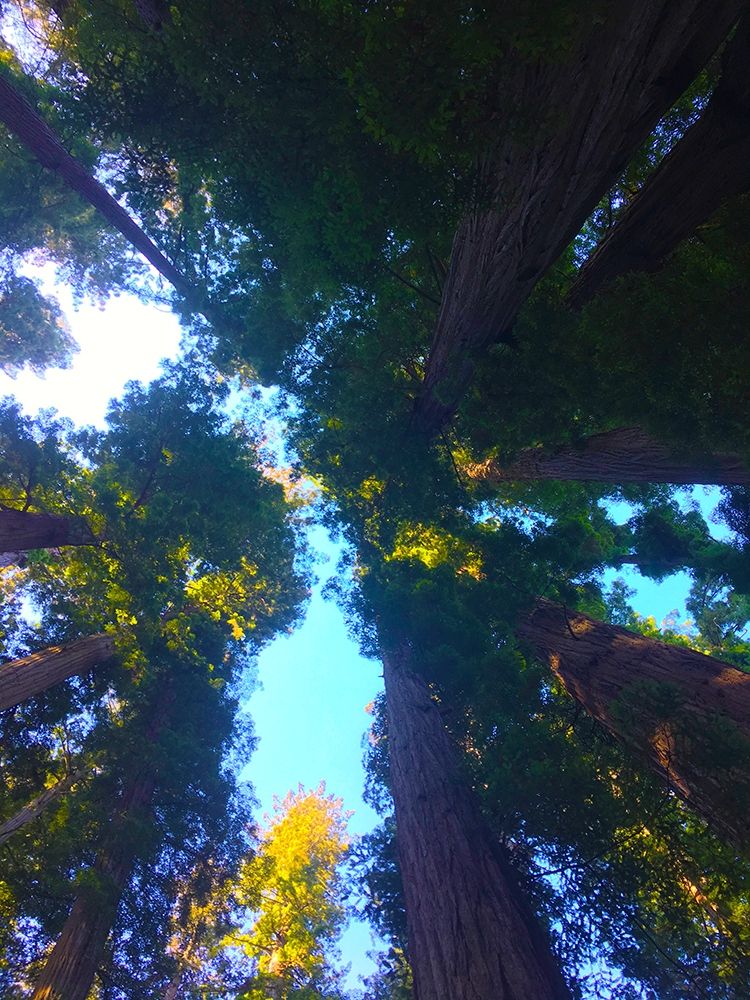 Tree Canopy X art print by Grayscale for $57.95 CAD