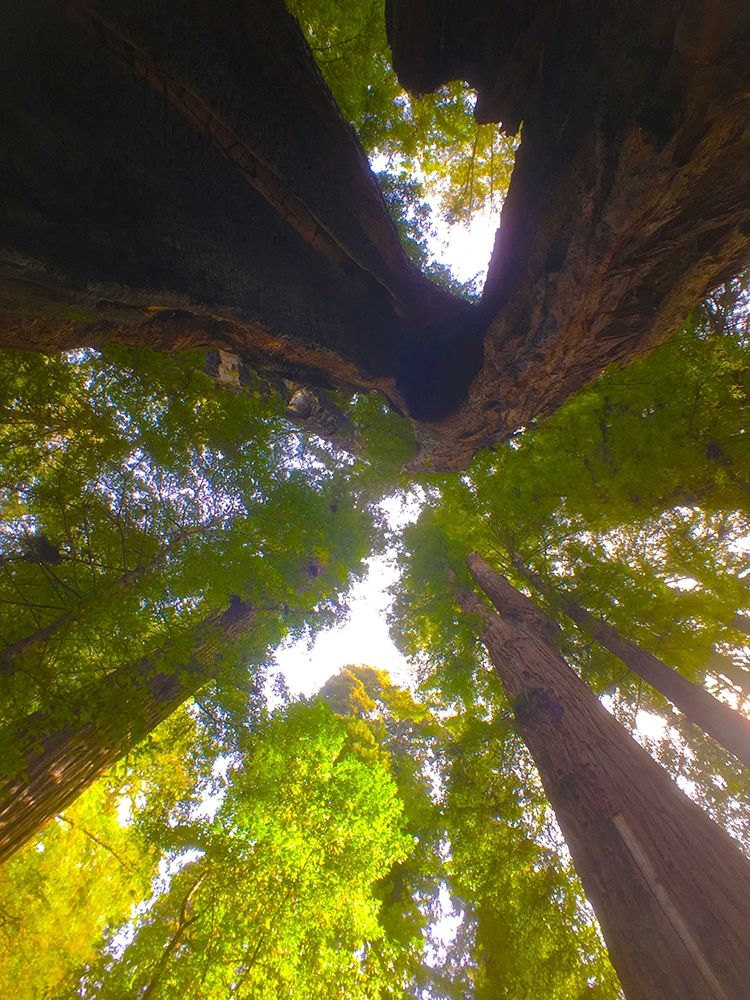 Tree Canopy XIII art print by Grayscale for $57.95 CAD