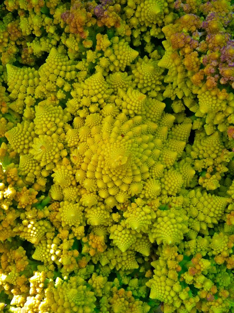 Natural Fractals II art print by Grayscale for $57.95 CAD