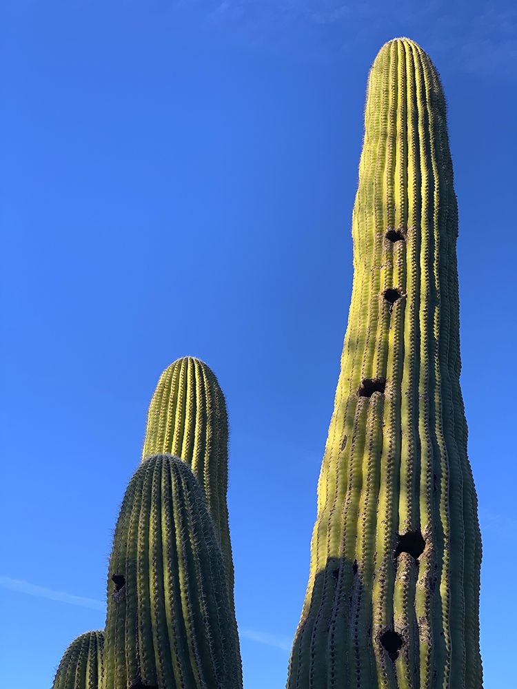 Desert Canopy II art print by Grayscale for $57.95 CAD