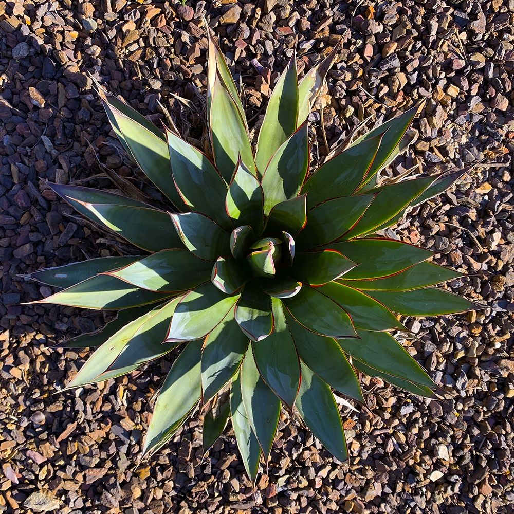 Agave I art print by Grayscale for $57.95 CAD