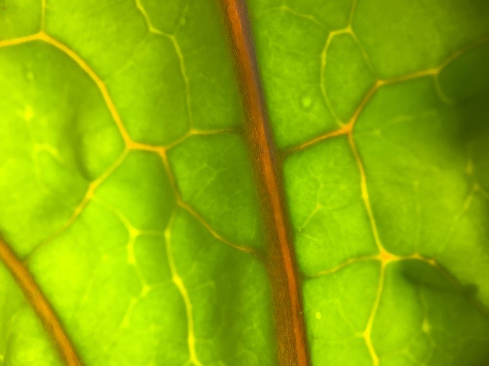 Backlight Leaf I art print by Grayscale for $57.95 CAD