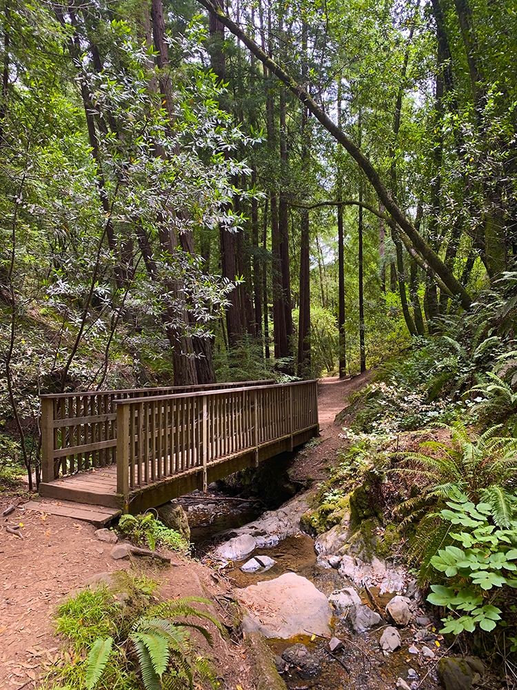 Forest Bridge III art print by Grayscale for $57.95 CAD