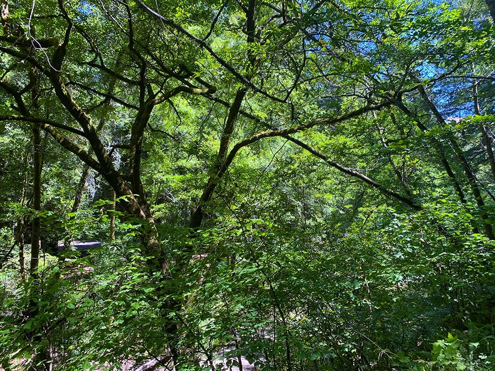 Forest Canopy I art print by Grayscale for $57.95 CAD