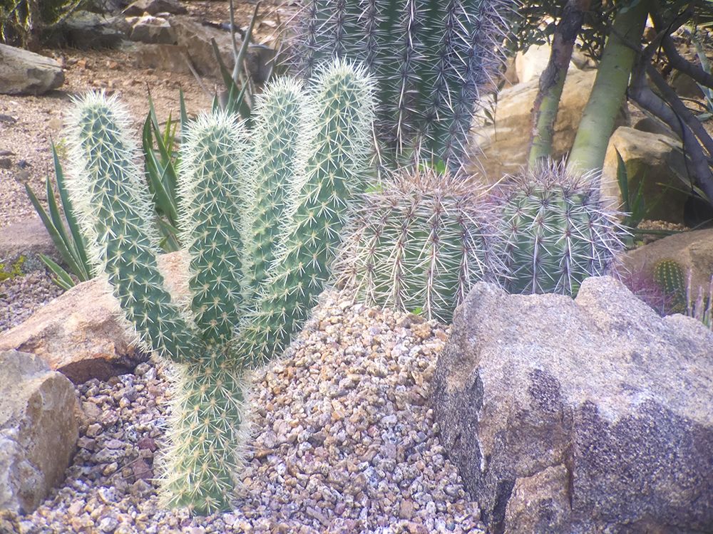 Cactus Arrangement I art print by Grayscale for $57.95 CAD