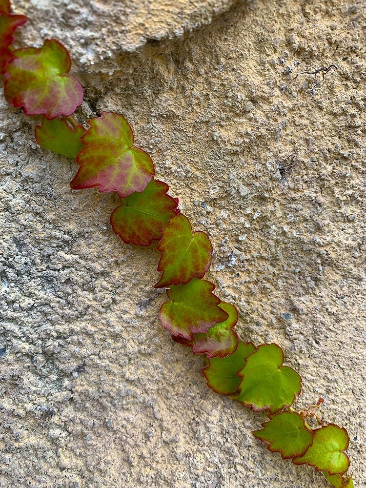 Ivy I art print by Grayscale for $57.95 CAD