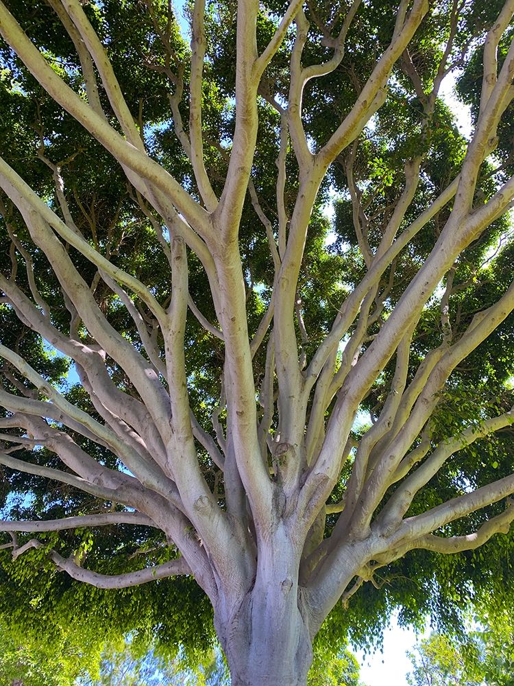Tree Canopy XIV art print by Grayscale for $57.95 CAD