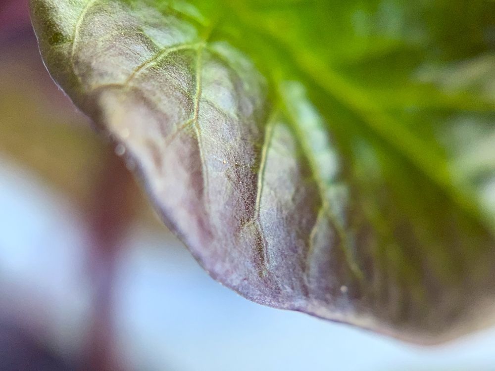 Leaf Edge I art print by Grayscale for $57.95 CAD