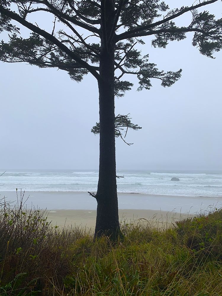Costal Tree View I art print by Grayscale for $57.95 CAD