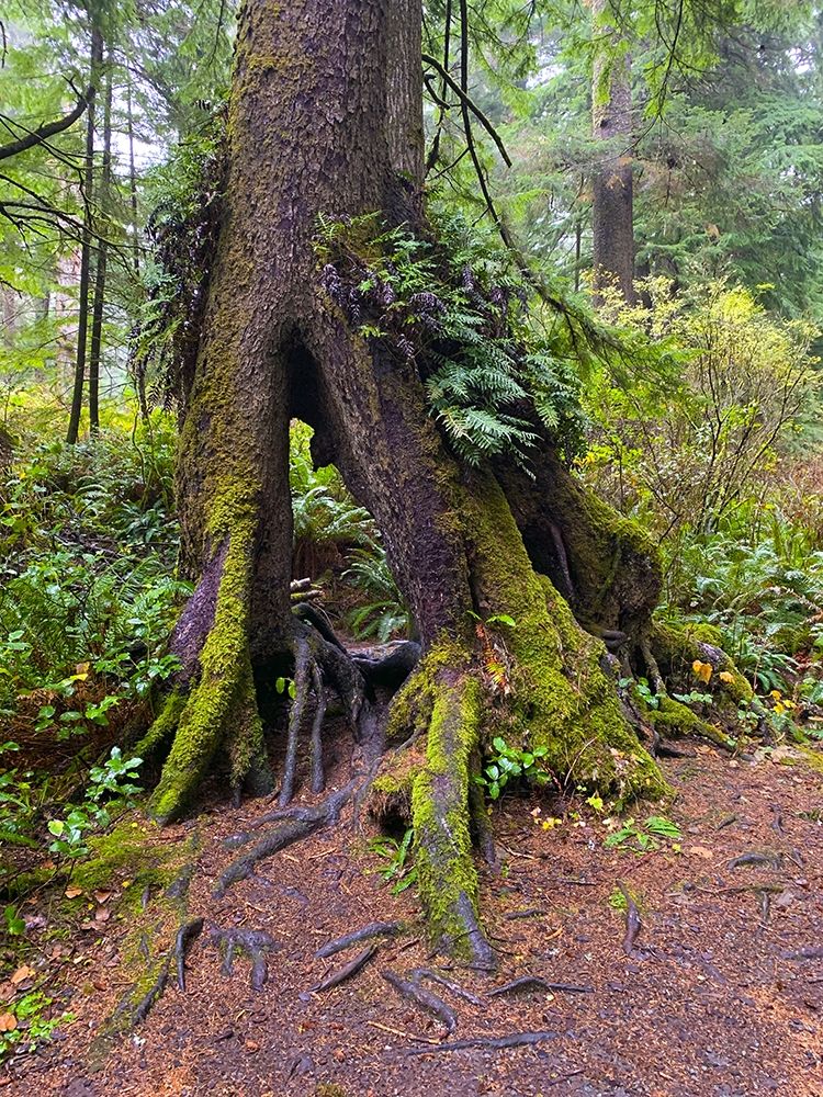Forest Tree I art print by Grayscale for $57.95 CAD
