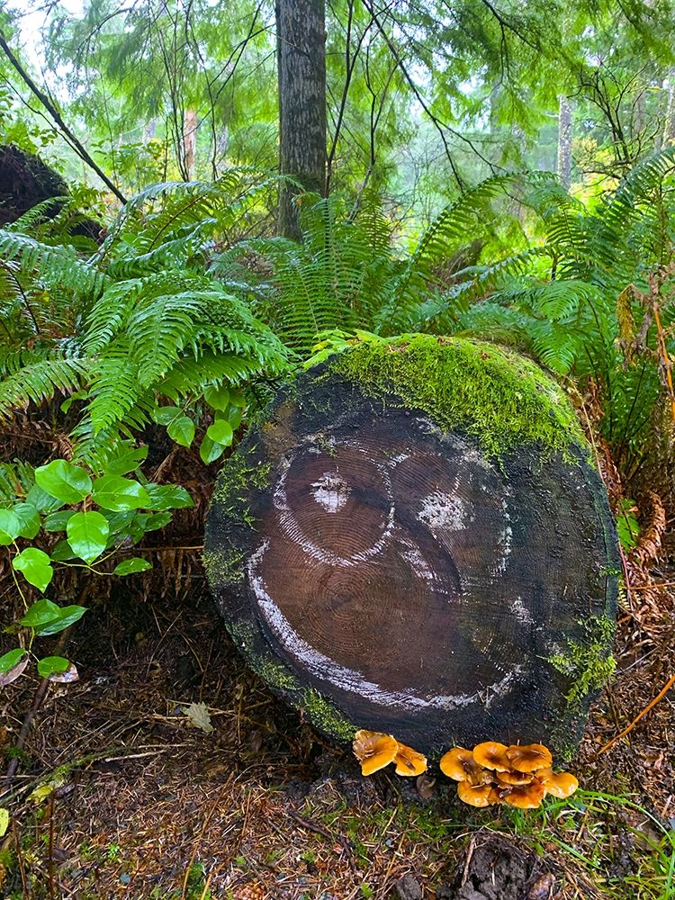Forest Happy Face I art print by Grayscale for $57.95 CAD