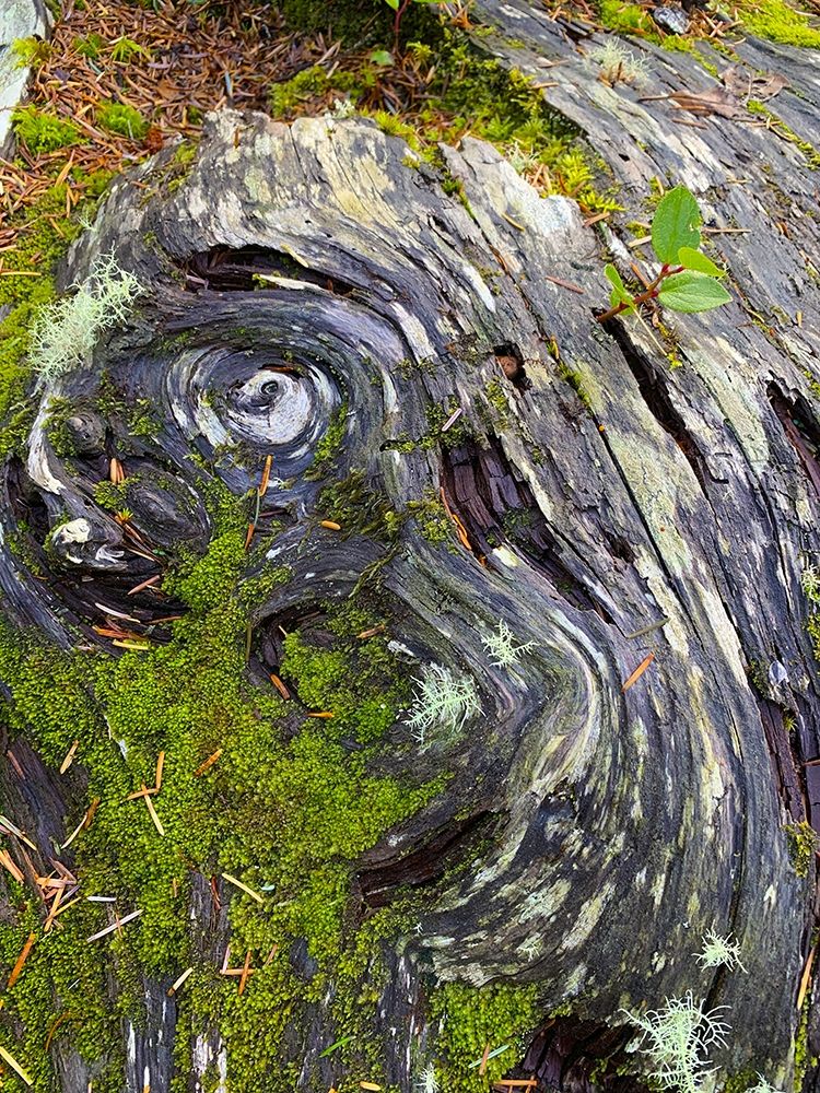 The Scream art print by Grayscale for $57.95 CAD