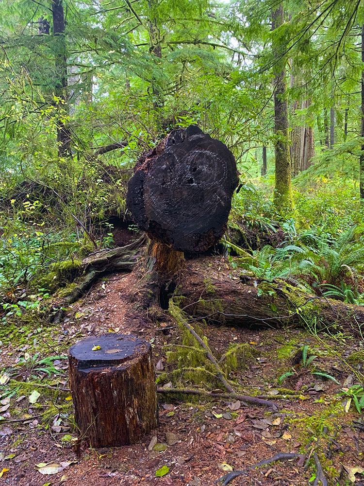 Forest Happy Face III art print by Grayscale for $57.95 CAD