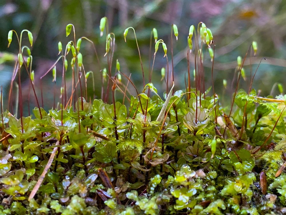 Forest Floor I art print by Grayscale for $57.95 CAD