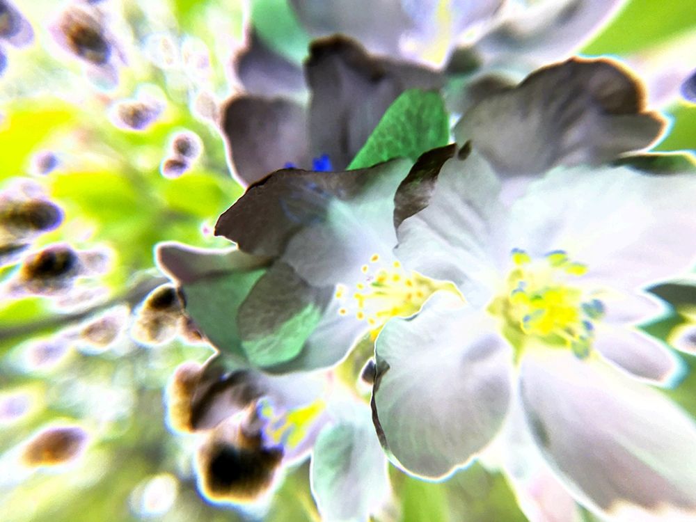 Apple Blossom II, Color Blast art print by William Tenoever for $57.95 CAD
