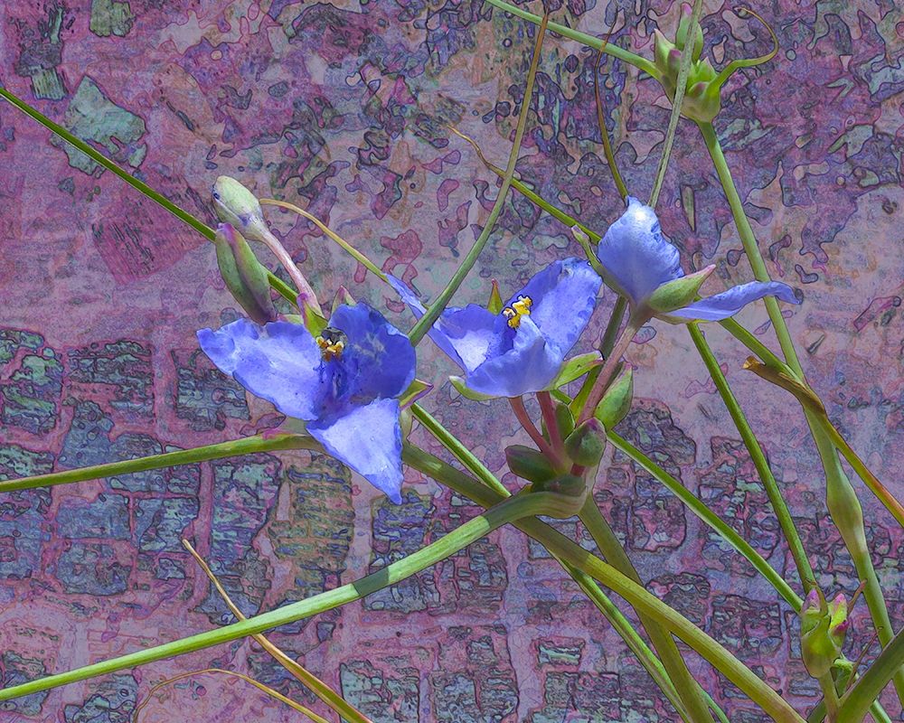 Tradescantia art print by William Tenoever for $57.95 CAD