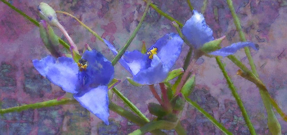 Tradescantia art print by William Tenoever for $57.95 CAD