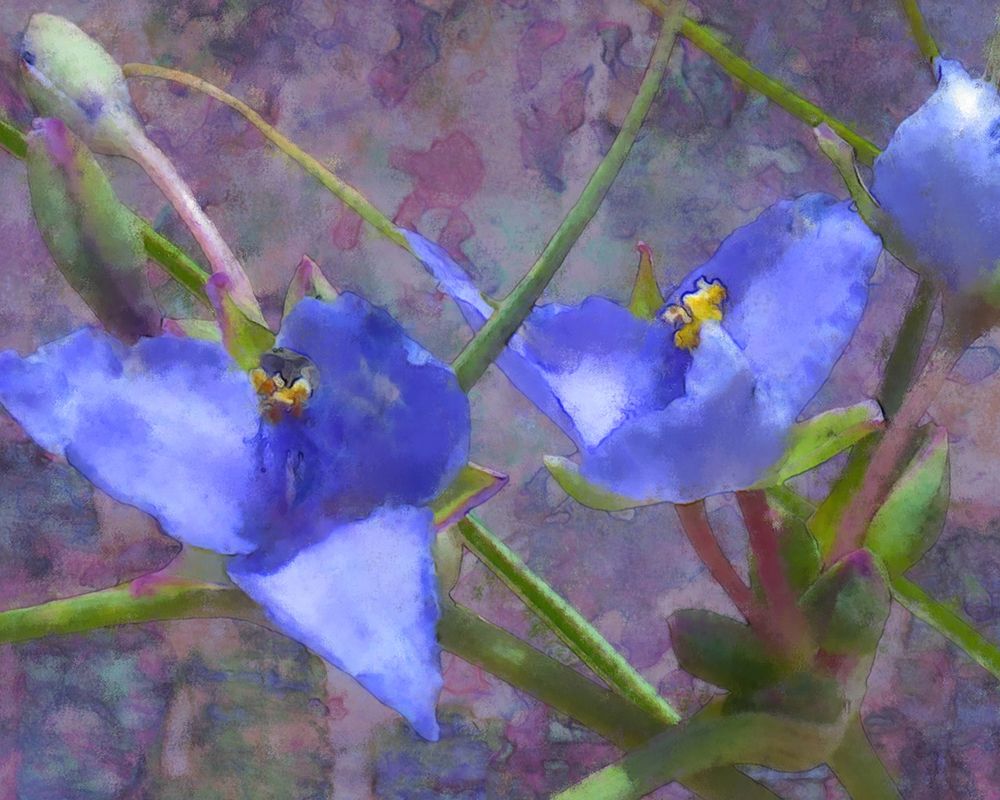 Tradescantia art print by William Tenoever for $57.95 CAD