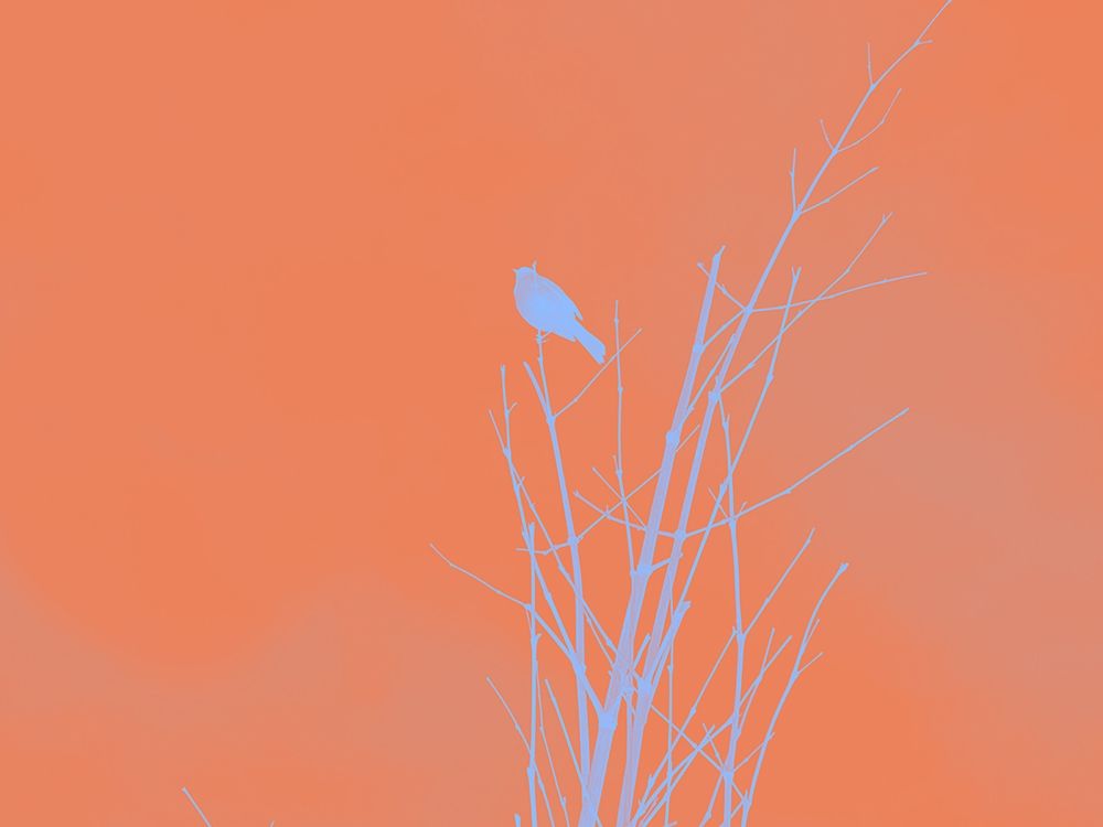 Bird Silhouette I art print by William Tenoever for $57.95 CAD