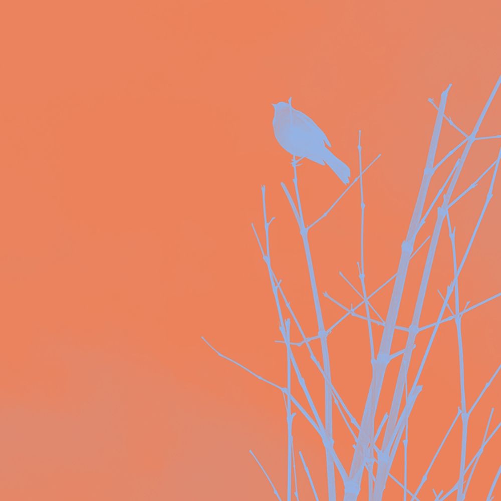 Bird Silhouette II art print by William Tenoever for $57.95 CAD