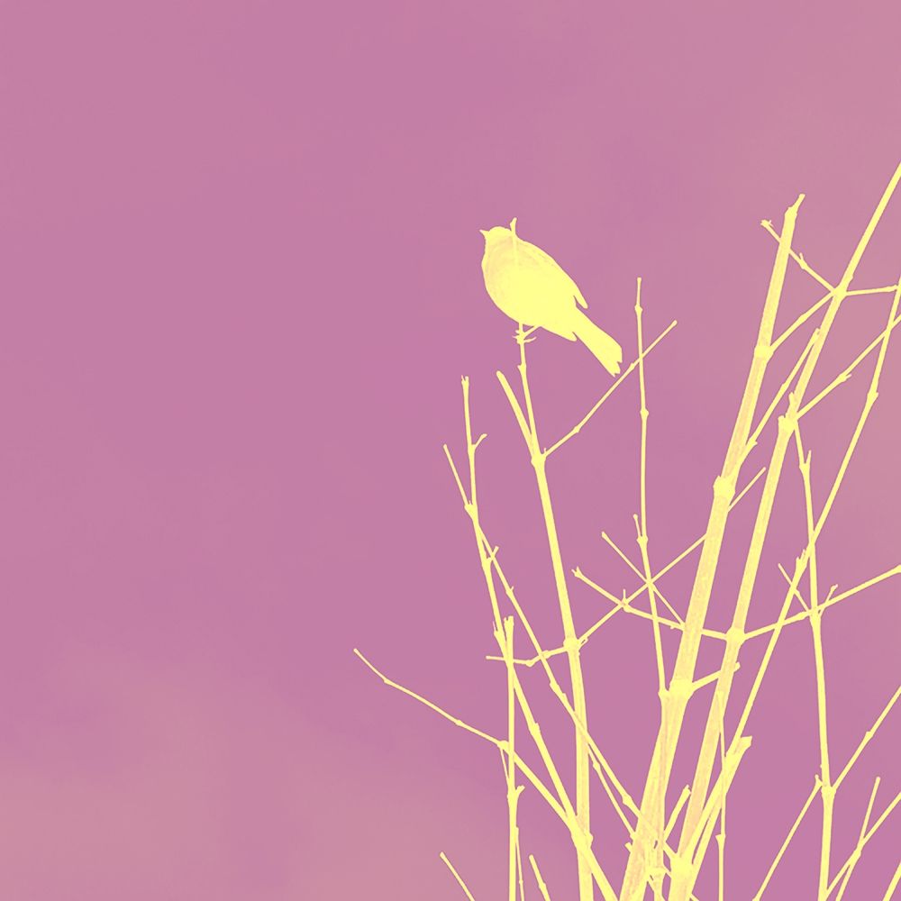 Bird Silhouette III art print by William Tenoever for $57.95 CAD