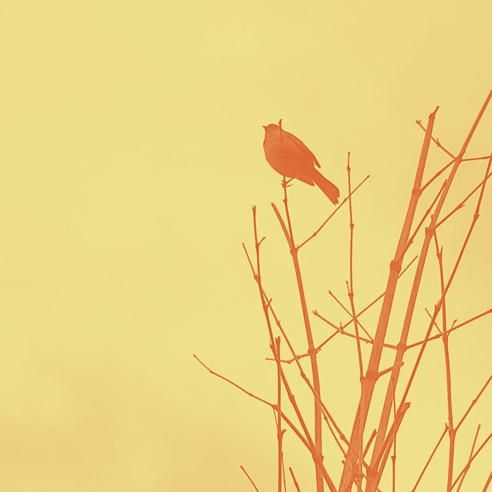 Bird Silhouette IV art print by William Tenoever for $57.95 CAD