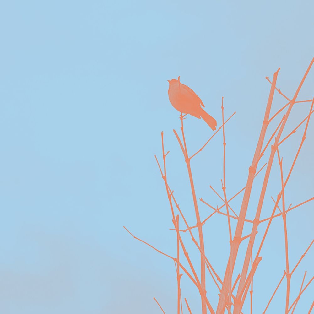 Bird Silhouette V art print by William Tenoever for $57.95 CAD