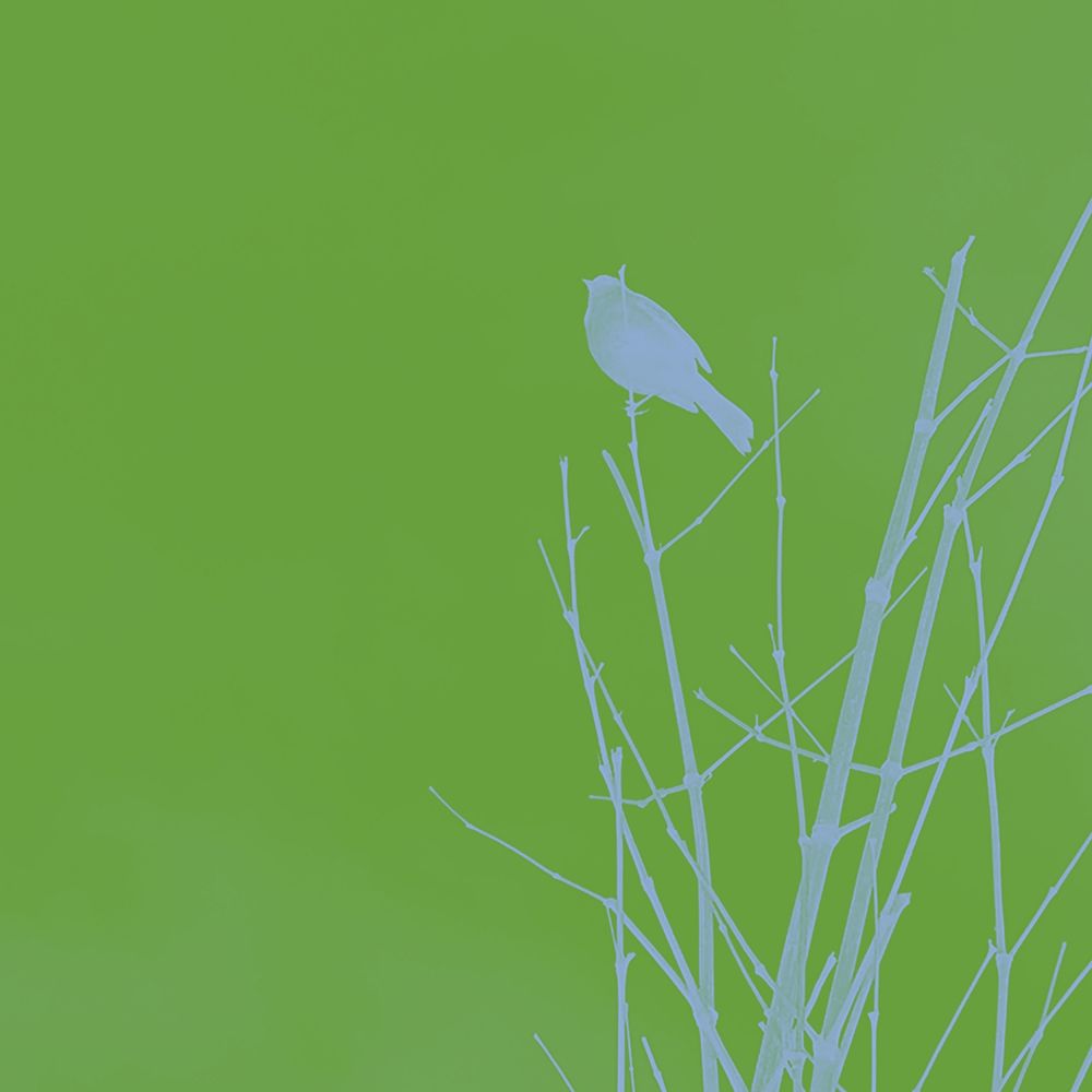 Bird Silhouette VI art print by William Tenoever for $57.95 CAD