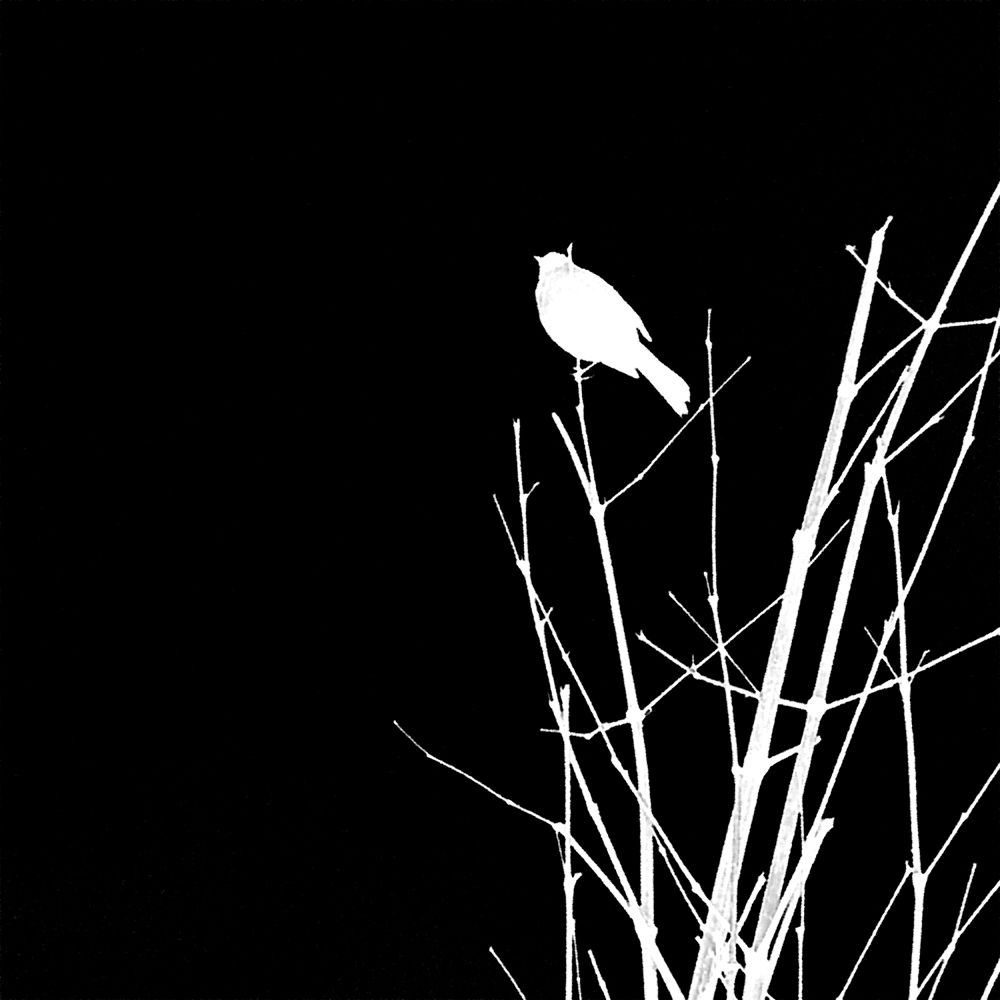 Bird Silhouette VII art print by William Tenoever for $57.95 CAD
