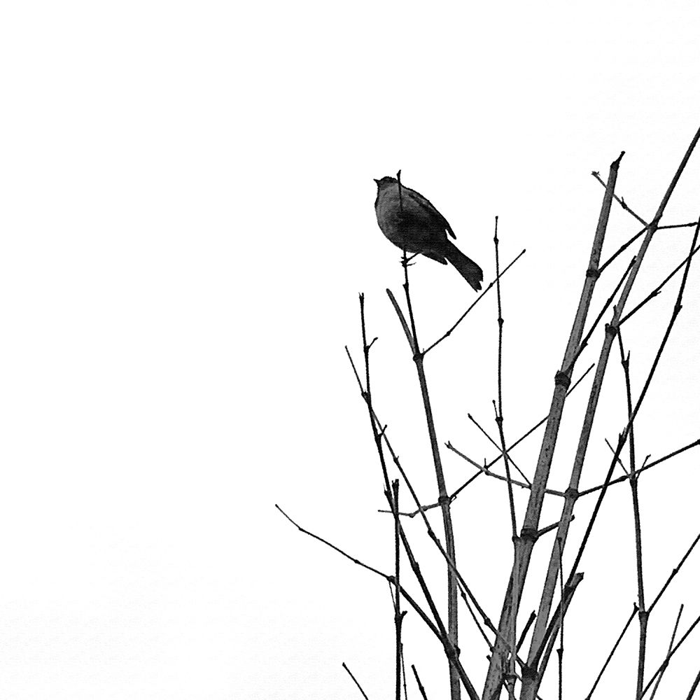 Bird Silhouette VIII art print by William Tenoever for $57.95 CAD