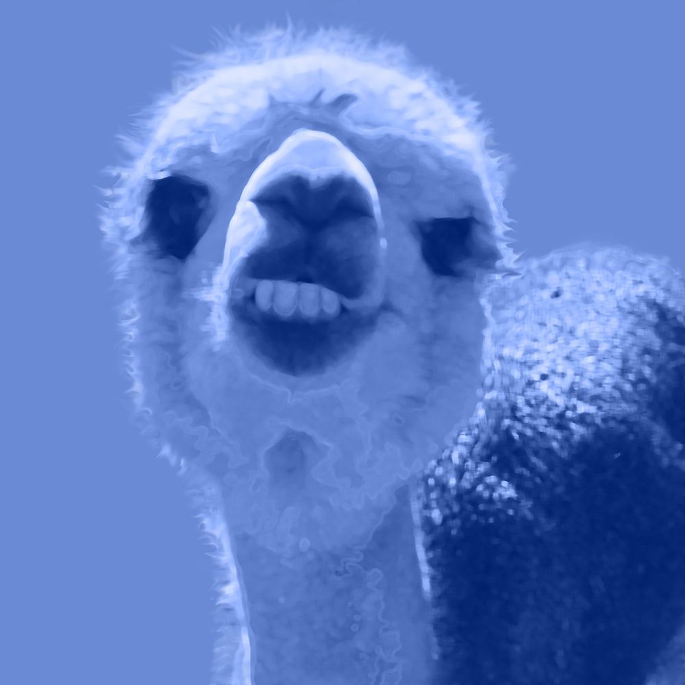 Alpaca Blue art print by William Tenoever for $57.95 CAD