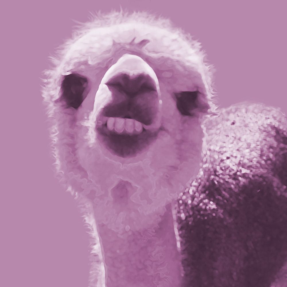 Alpaca Pink art print by William Tenoever for $57.95 CAD