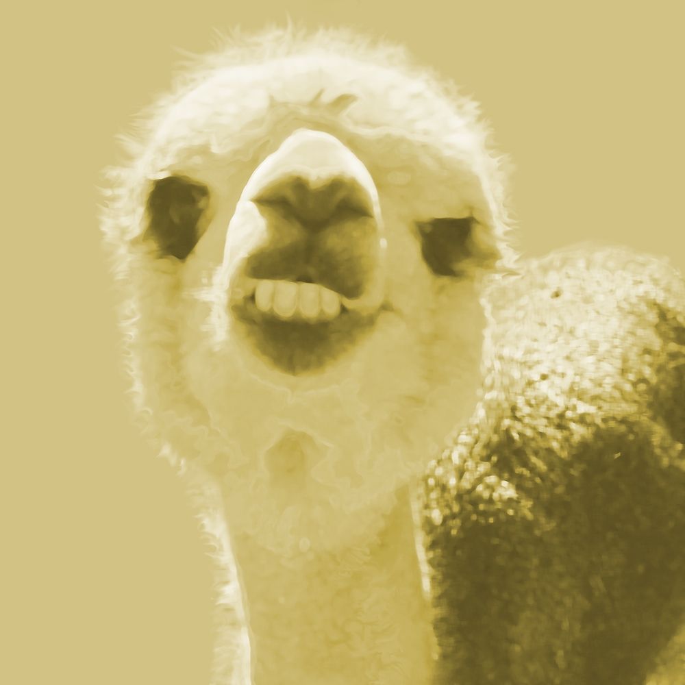 Alpaca Yellow art print by William Tenoever for $57.95 CAD