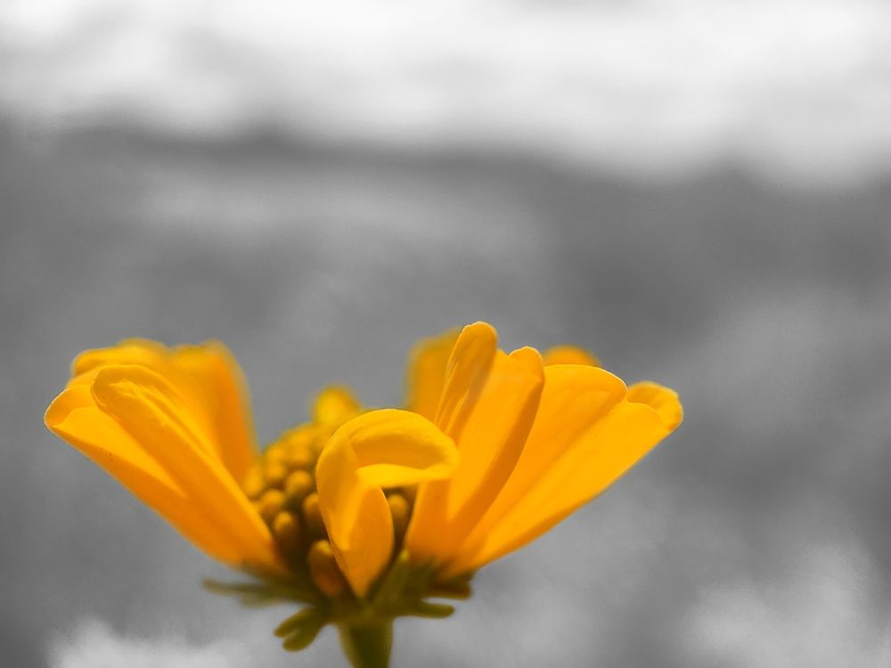 Brittle Bush B-W art print by William Tenoever for $57.95 CAD