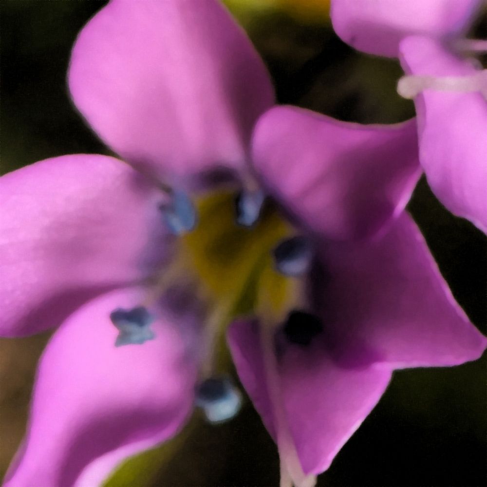 Magenta Flower art print by William Tenoever for $57.95 CAD