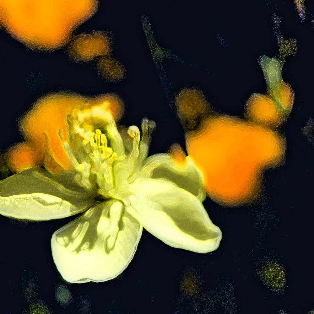 Moody White Flower I art print by William Tenoever for $57.95 CAD