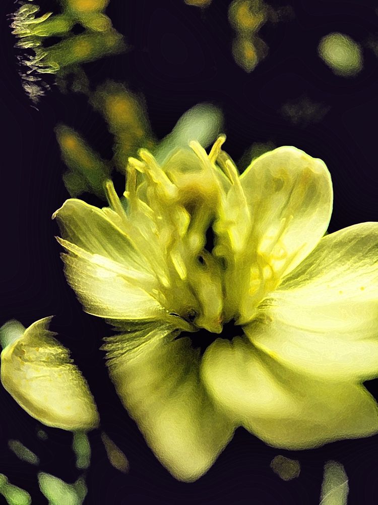 Moody White Flower II art print by William Tenoever for $57.95 CAD