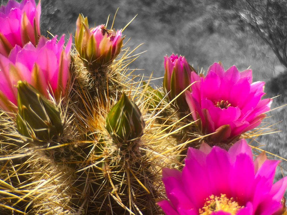 Hedgehog Bloom III B-W art print by William Tenoever for $57.95 CAD