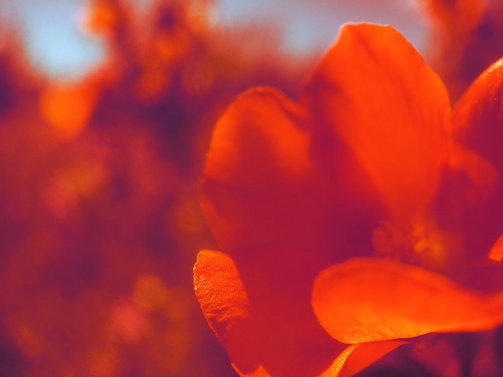 Color Mood I: Globe Mallow art print by William Tenoever for $57.95 CAD