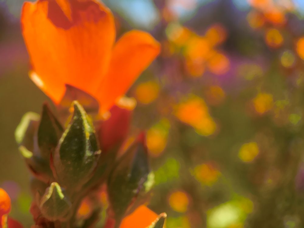 Color Mood II: Globe Mallow art print by William Tenoever for $57.95 CAD