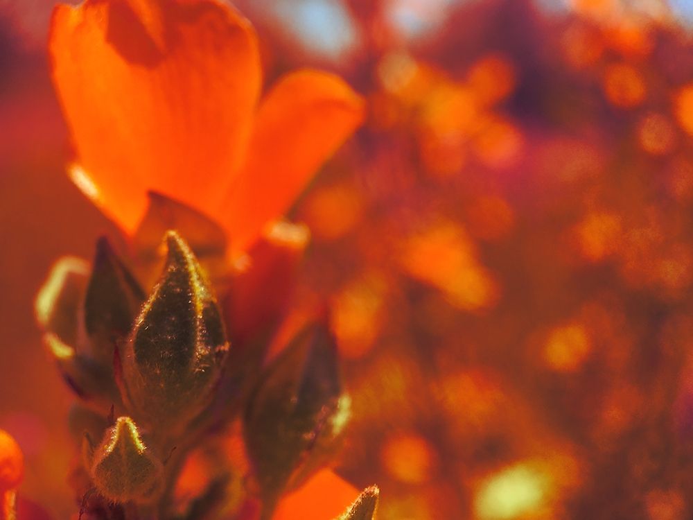 Color Mood III: Globe Mallow art print by William Tenoever for $57.95 CAD
