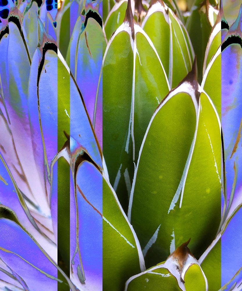 Moods Agave IV art print by William Tenoever for $57.95 CAD