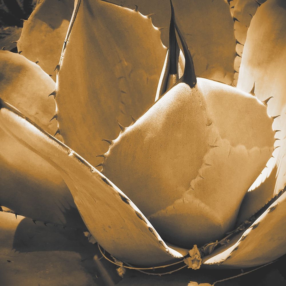 Mescal Agave: Sepia art print by William Tenoever for $57.95 CAD
