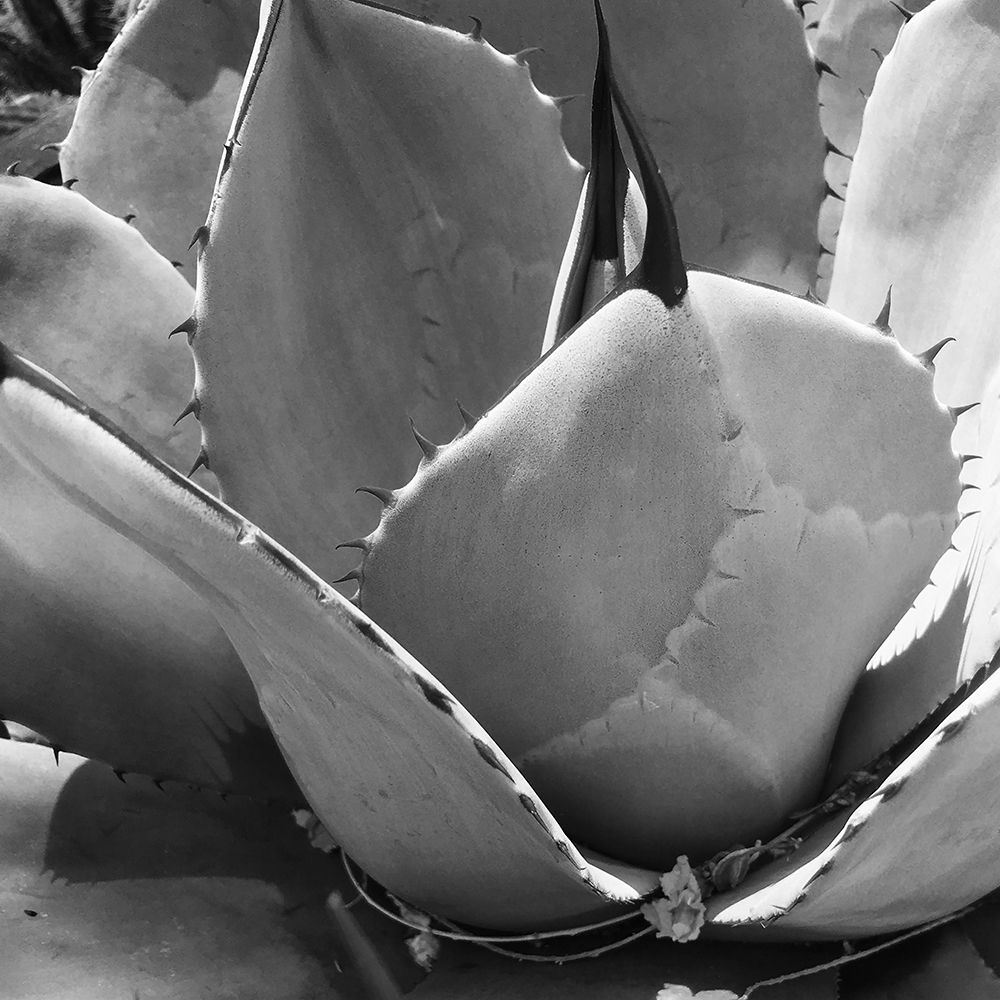 Mescal Agave: BandW art print by William Tenoever for $57.95 CAD