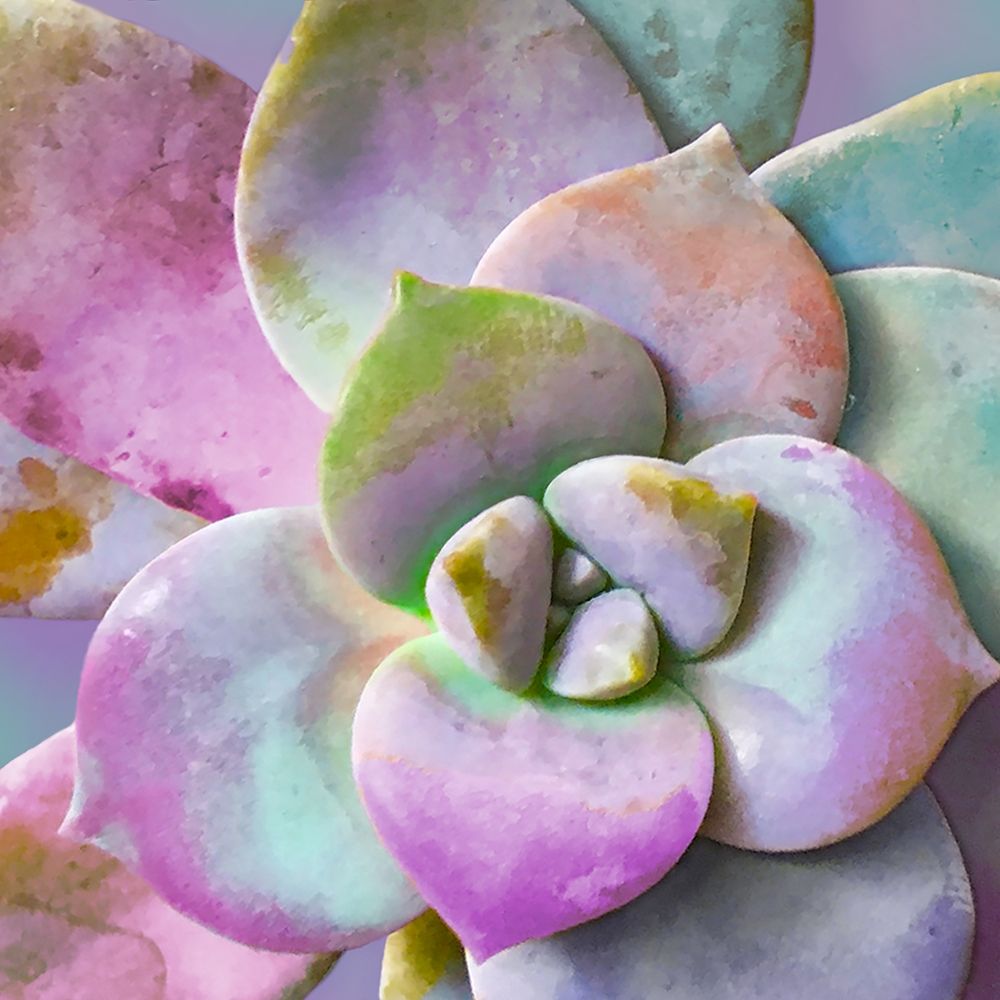 Moods Succulent I art print by William Tenoever for $57.95 CAD