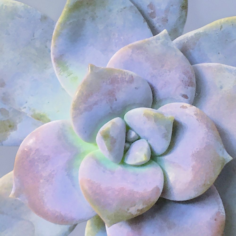 Moods Succulent III art print by William Tenoever for $57.95 CAD