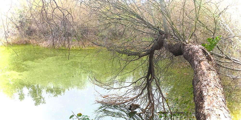 Pair of Mallards on Water art print by William Tenoever for $57.95 CAD