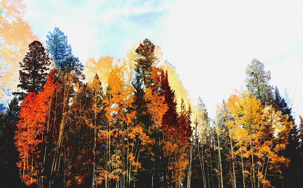 Fall Colors I-Color Blast art print by William Tenoever for $57.95 CAD
